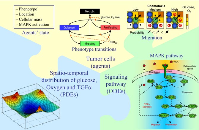 Components of the agent-based model of tumor progression.