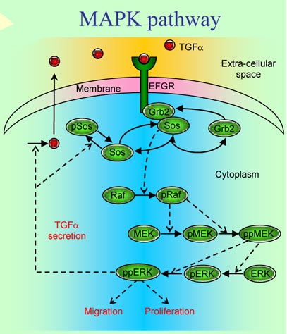 Enlarged segment of the image above - Components of the agent-based model of tumor progression.